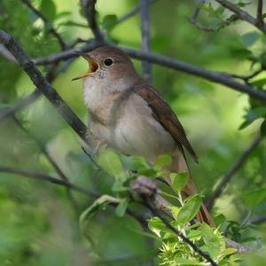 Common Nightingale