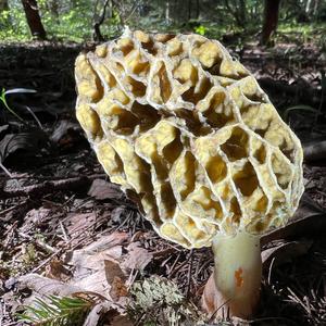 Yellow Morel