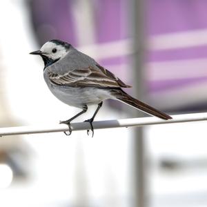 White Wagtail