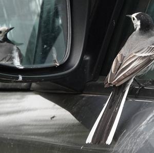 White Wagtail