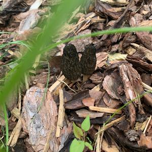 Black Morel