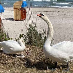 Mute Swan