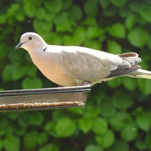 Eurasian Collared-dove