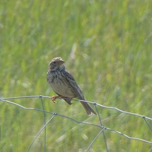 Corn Bunting