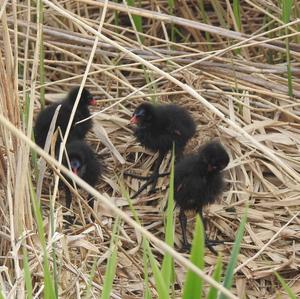 Common Moorhen