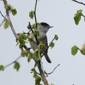 Blackcap