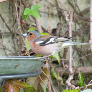 Eurasian Chaffinch