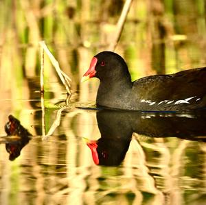 Common Moorhen