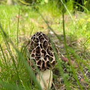 Yellow Morel