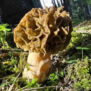 Yellow Morel