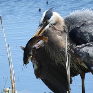 Great Blue Heron