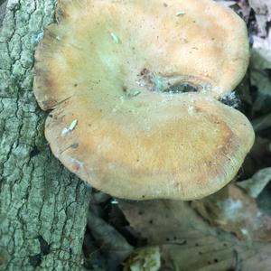 Black-footed Polypore