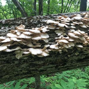 Oyster Mushroom