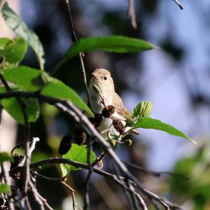 Bonelli's Warbler