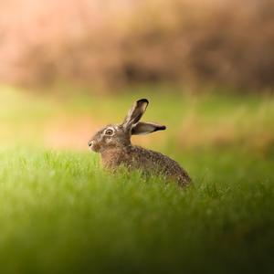 European Hare