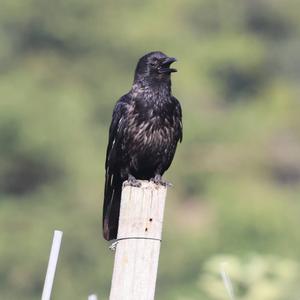 Common Raven