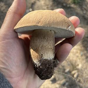 Bay Bolete