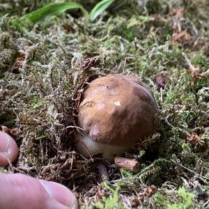 Summer Bolete