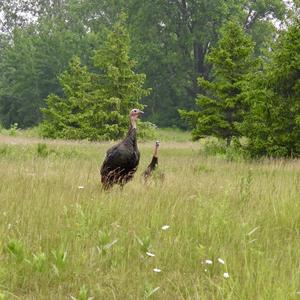 Wild Turkey