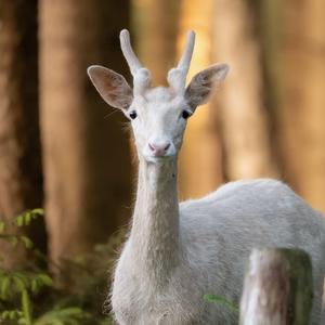 Fallow Deer