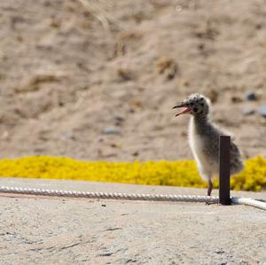 Mew Gull