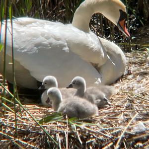 Mute Swan