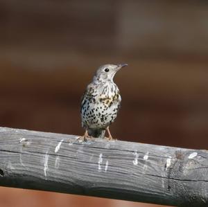 Mistle Thrush