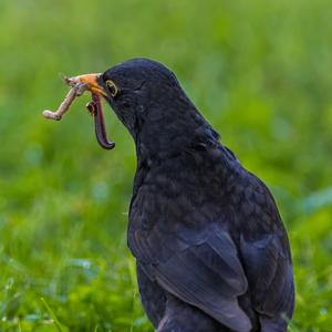 Eurasian Blackbird