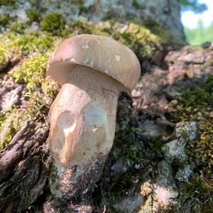 King Bolete