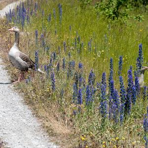 Greylag Goose