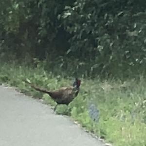 Common Pheasant