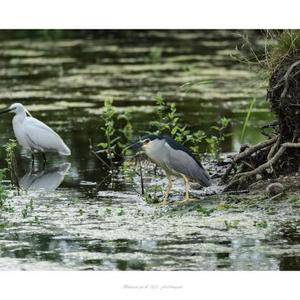 Black-crowned Night-heron