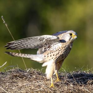 Common Kestrel