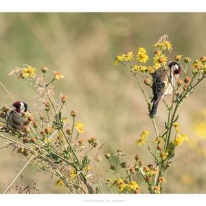 European Goldfinch