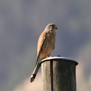 Common Kestrel