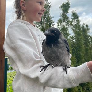 Hooded Crow