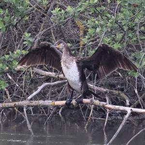 Great Cormorant