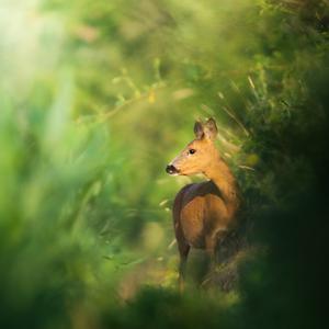 European Roe Deer