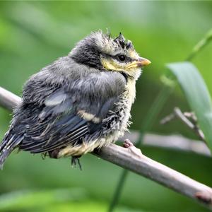 Blue Tit