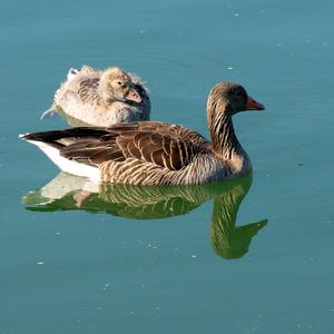 Greylag Goose