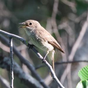 Spotted Flycatcher