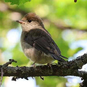 Blackcap