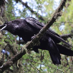 Common Raven