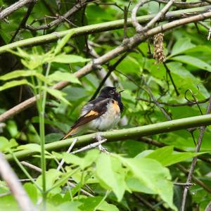 American Redstart