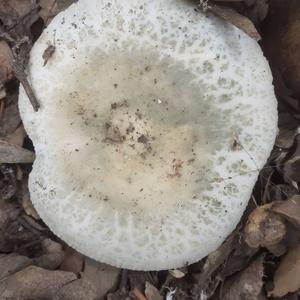 Cracked Green Russula