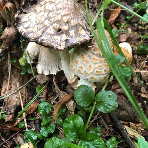 Shaggy Mane