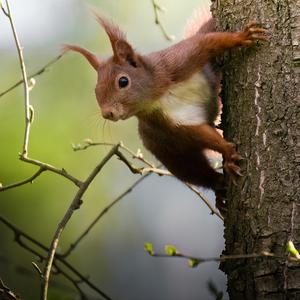 Eurasian Red Squirrel