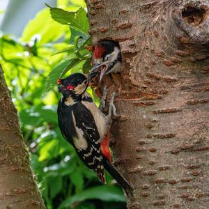 Great Spotted Woodpecker