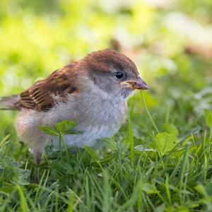 House Sparrow