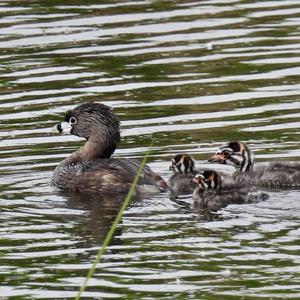 Pied-billed Grebe